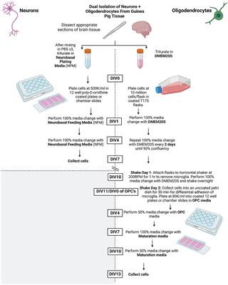 Dual isolation of primary neurons and oligodendrocytes from guinea pig frontal cortex